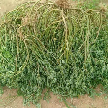 马齿苋又名长寿菜，健康长寿，天然野生菜，纯野生的。