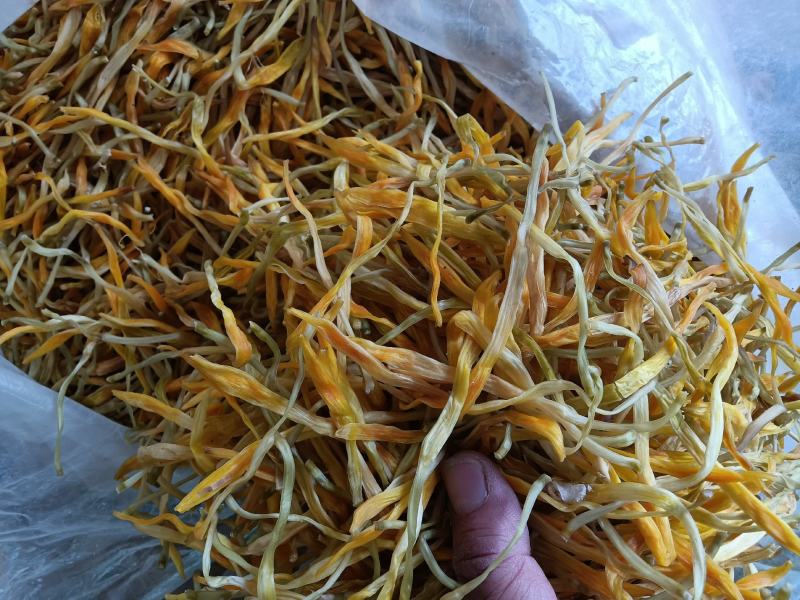 【推荐】优质供货电商，祁东保鲜黄花菜精品菜，价格优惠