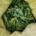 马齿苋又名长寿菜，健康长寿，天然野生菜，纯野生的。