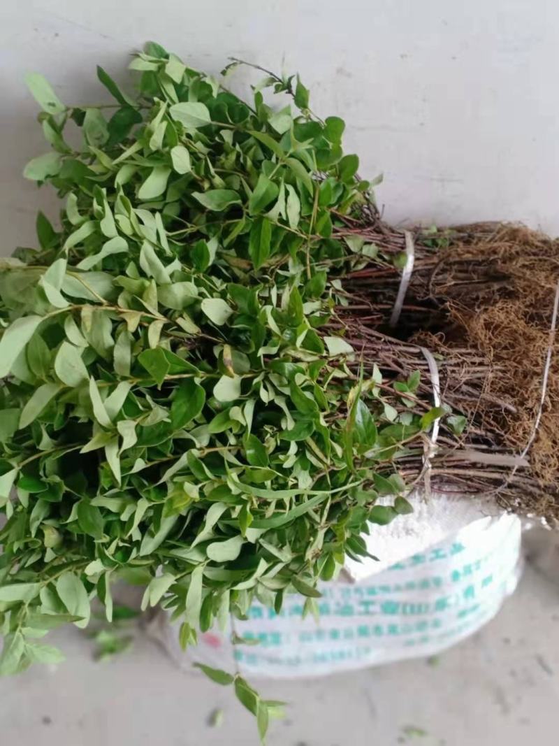 马齿苋又名长寿菜，健康长寿，天然野生菜，纯野生的。