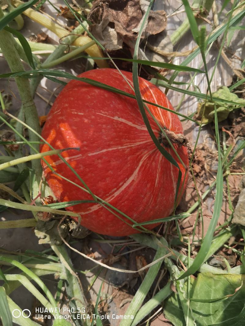 精品南瓜大量上市中产地直供量大从优欢迎联系