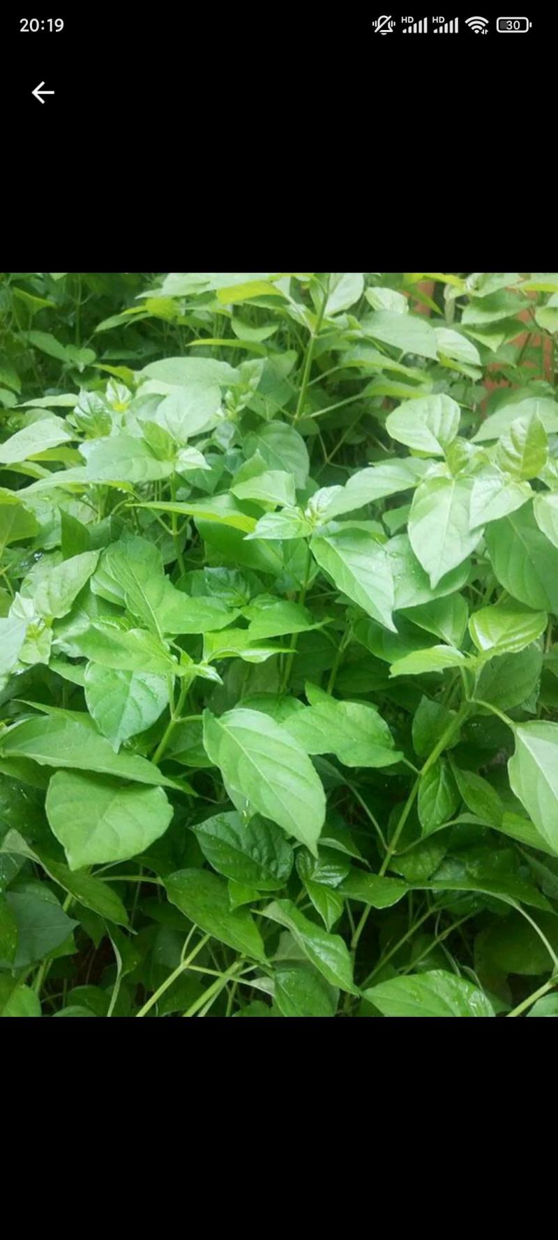 马齿苋又名长寿菜，健康长寿，天然野生菜，纯野生的。