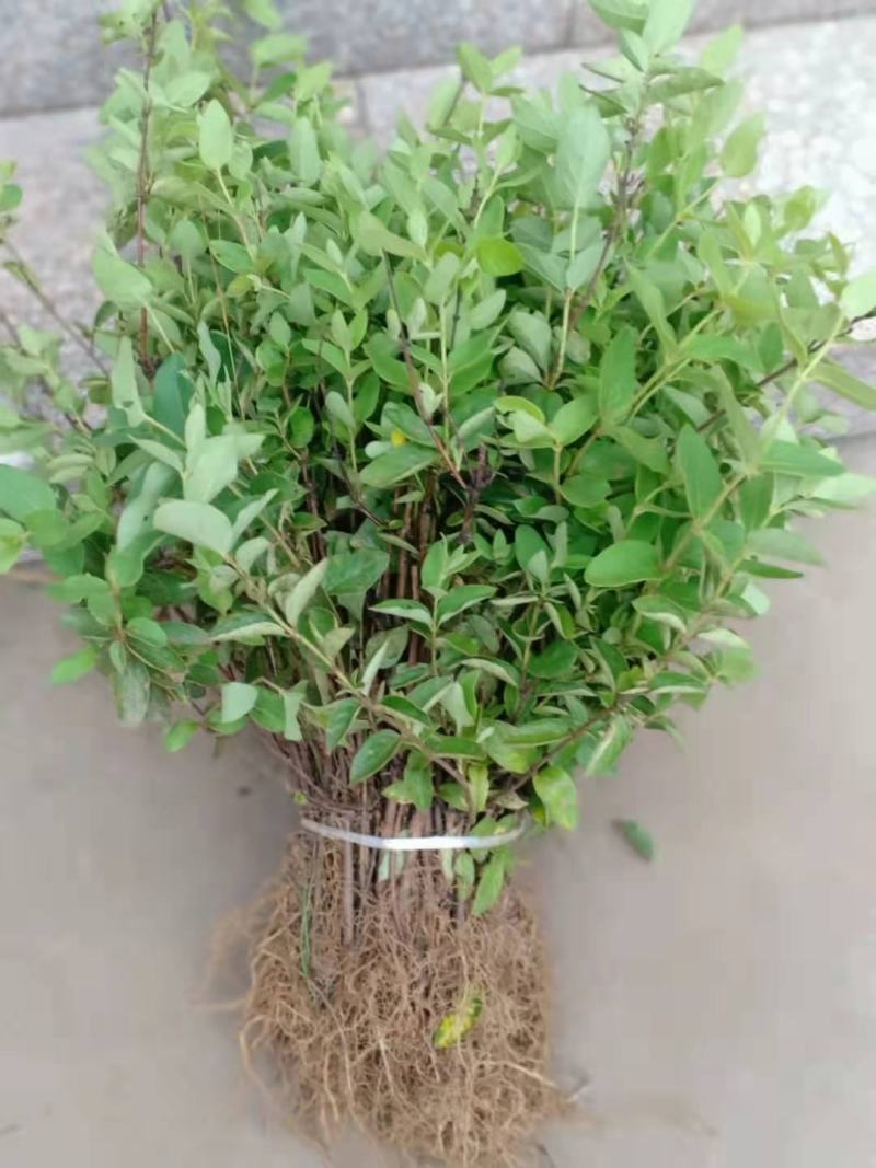 马齿苋又名长寿菜，健康长寿，天然野生菜，纯野生的。