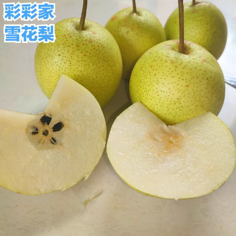 云南个旧梨花谷加级寨雪花梨雪梨冰糖雪梨