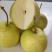 云南个旧梨花谷加级寨雪花梨雪梨冰糖雪梨