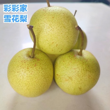 云南个旧梨花谷加级寨雪花梨雪梨冰糖雪梨