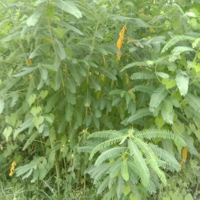 苦参