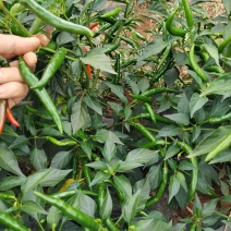小米椒