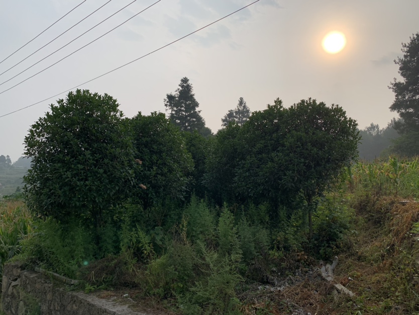 丹桂盛开的庭院场景