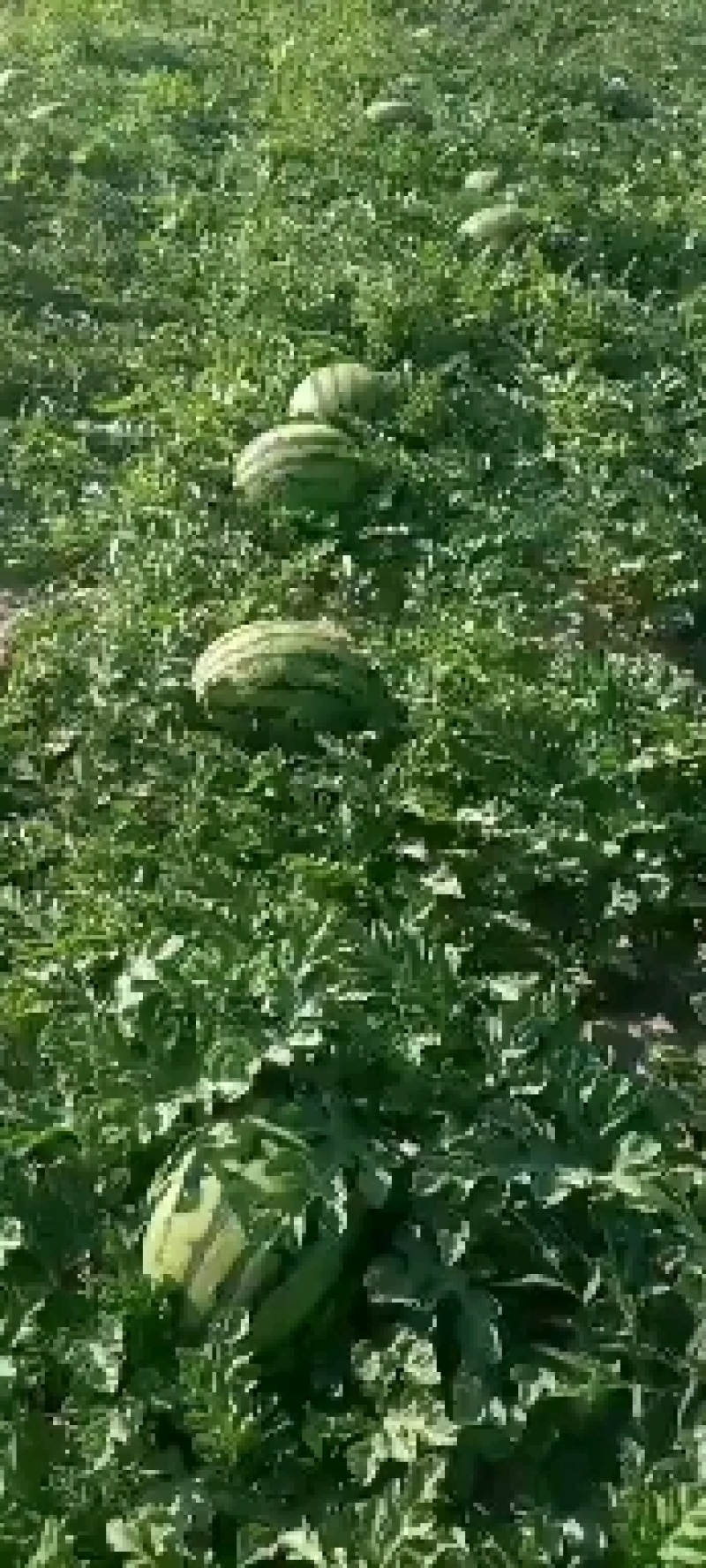 吉林刘武果业代发代收西瓜全国各地市场大量有货，地雷，甜王