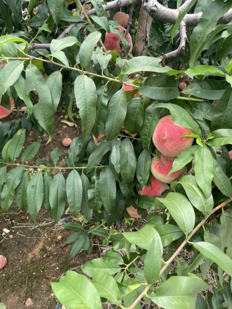 大量中熹妃开始下树了，有需要老板来来谈