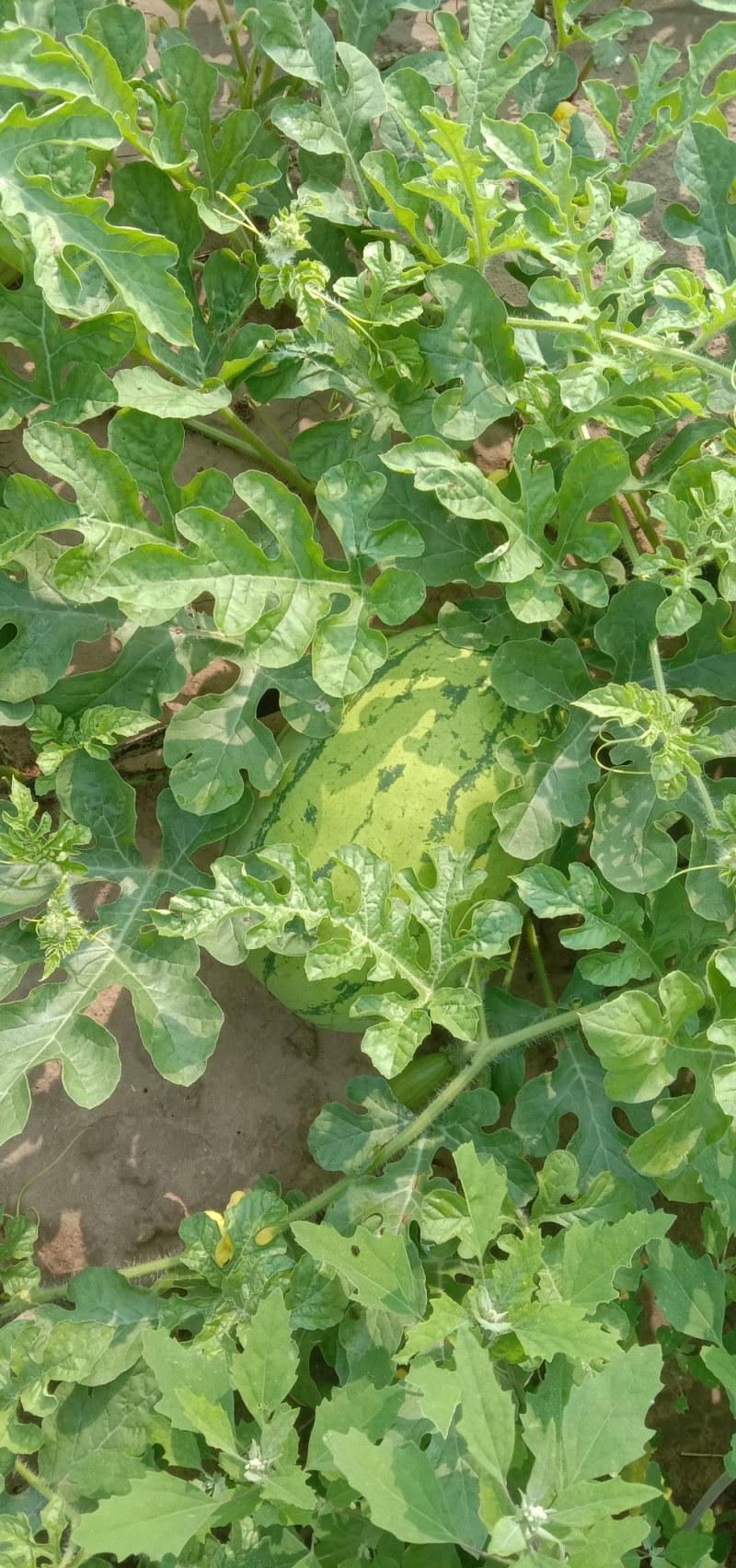 黄壤打瓜