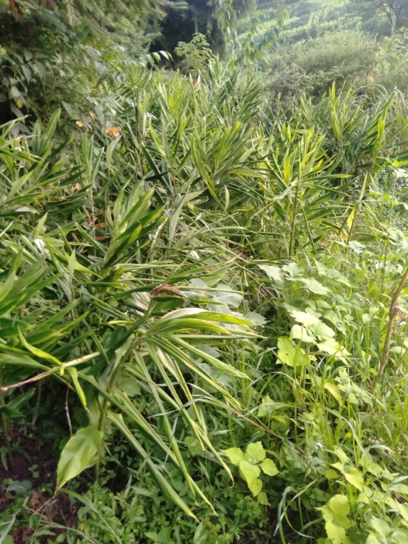洋荷