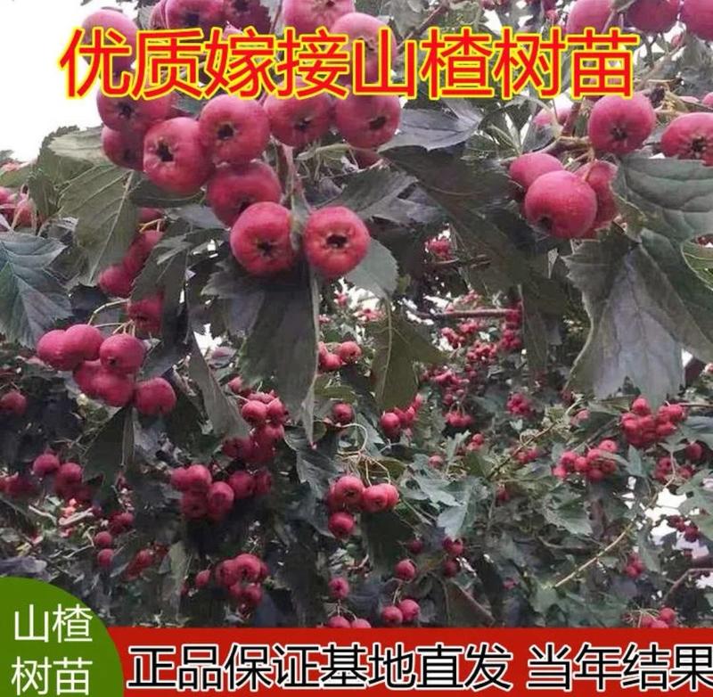 山楂树苗大金星山楂大五梭，盆哉地栽南北方种植新品种山楂苗