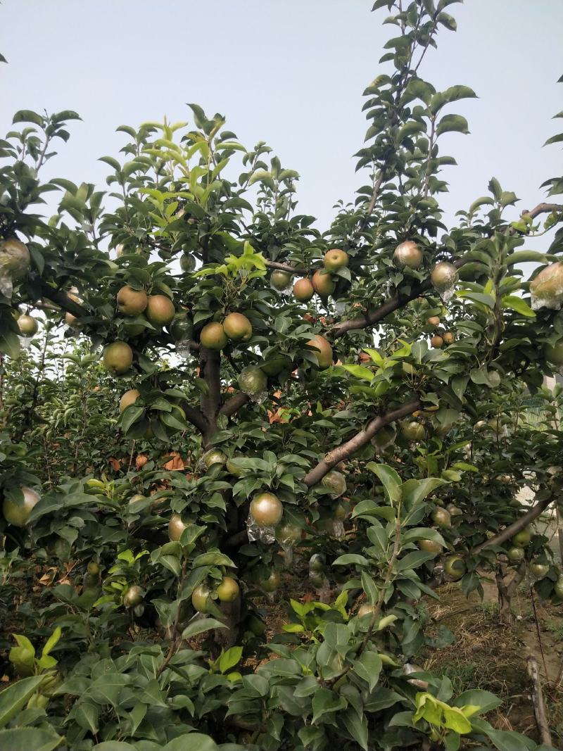 东营龙居富硒眉梨种植产地自然成熟大量上市对接团购