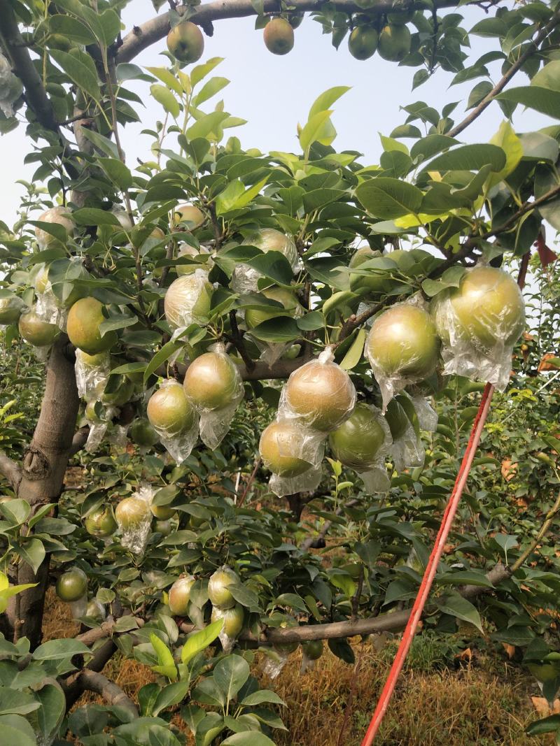 东营龙居富硒眉梨种植产地自然成熟大量上市对接团购