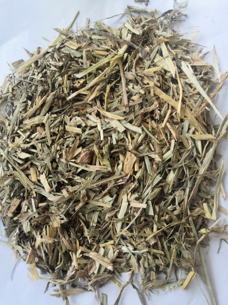 产地直销牛筋草低价出售