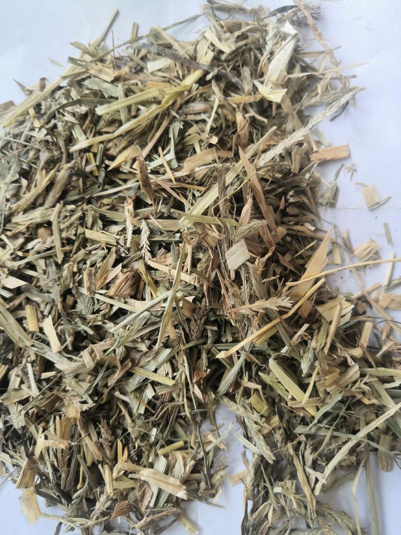 产地直销牛筋草低价出售
