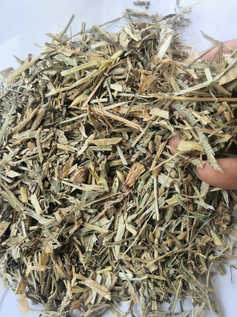 产地直销牛筋草低价出售
