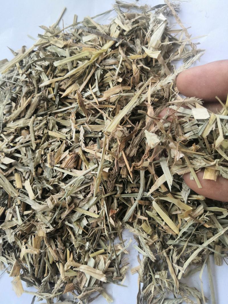 产地直销牛筋草低价出售