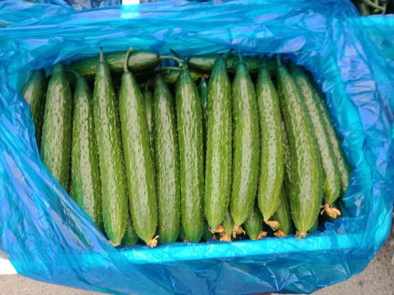 山东聊城黄瓜顶花密刺油亮黄瓜大量上市质量好，价格便宜