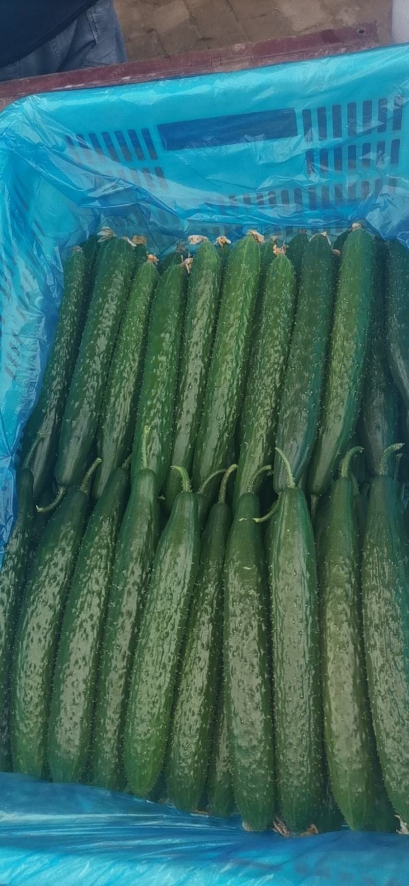 山东聊城黄瓜顶花密刺油亮黄瓜大量上市质量好，价格便宜