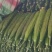 山东聊城黄瓜顶花密刺油亮黄瓜大量上市质量好，价格便宜