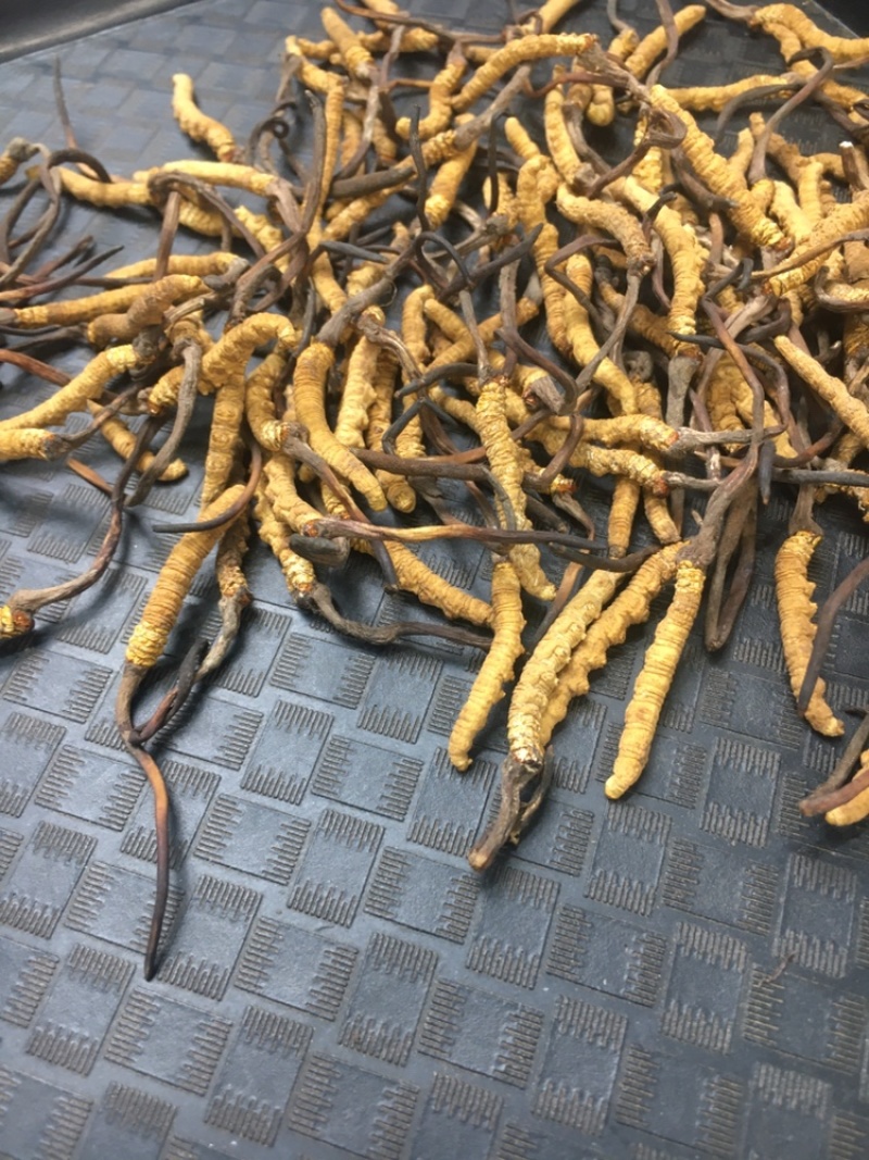 高海拔冬虫夏草颜色漂亮干虫草支持一件代发