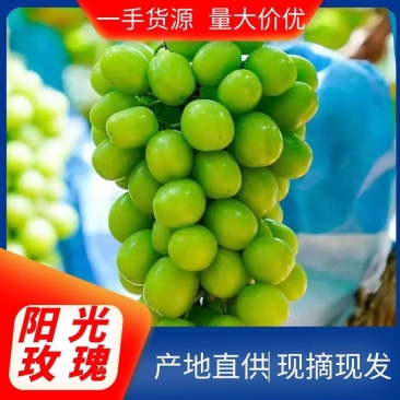 阳光玫瑰，晴王葡萄，产地一手货源，精品推荐欢迎采购