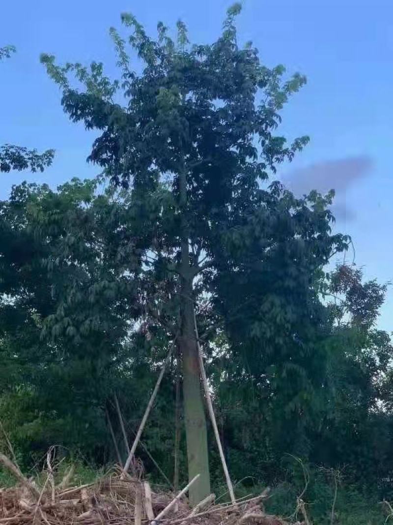 供应自家15-20分大腹木棉袋苗，量大价优