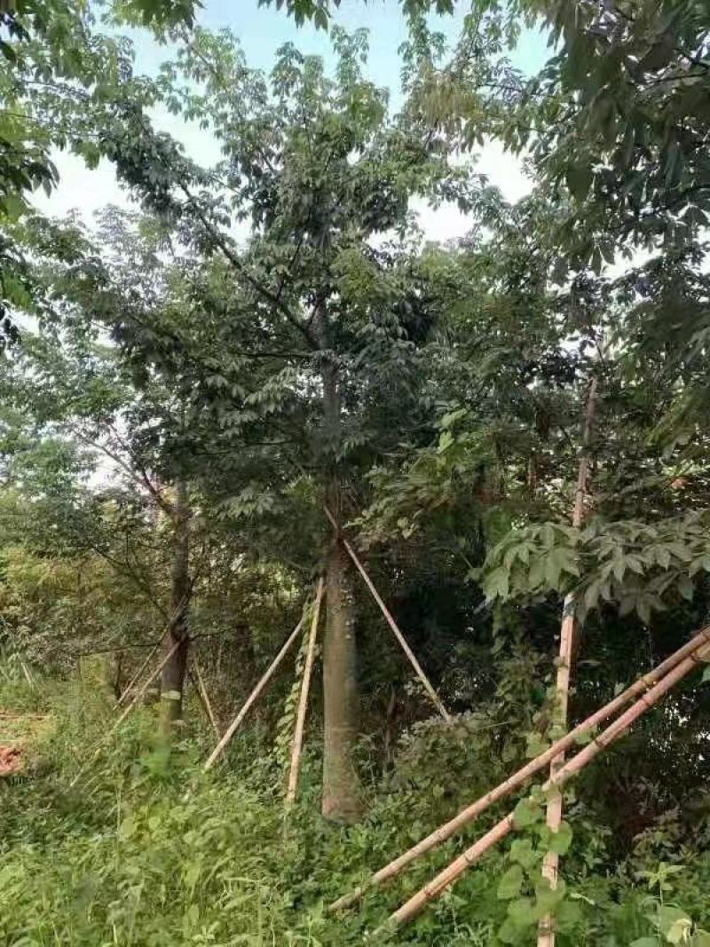 供应自家15-20分大腹木棉袋苗，量大价优