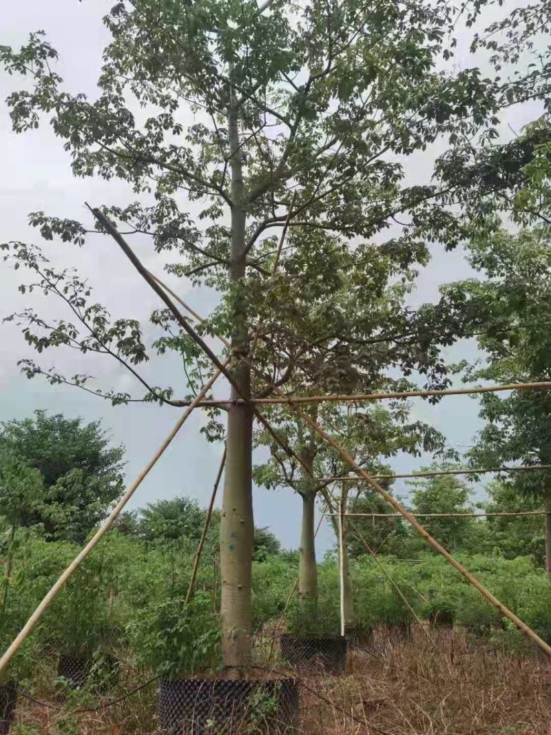供应自家15-20分大腹木棉袋苗，量大价优