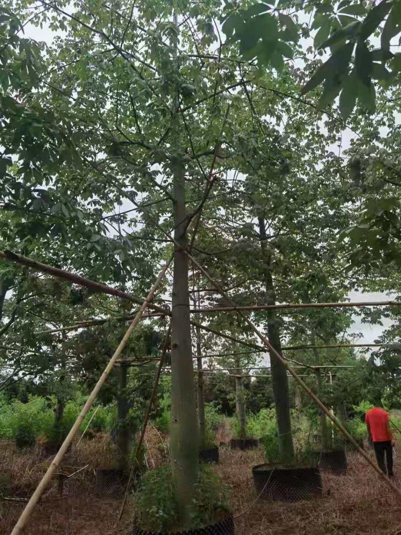 供应自家15-20分大腹木棉袋苗，量大价优