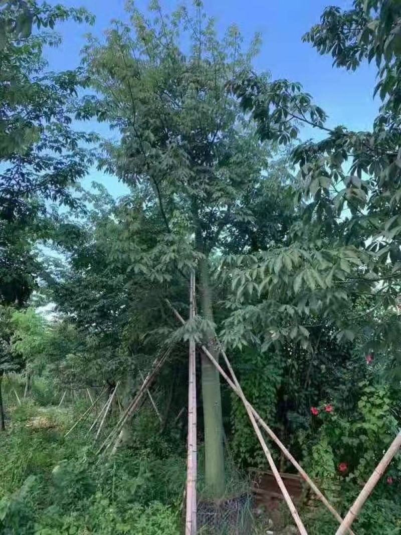 供应自家15-20分大腹木棉袋苗，量大价优