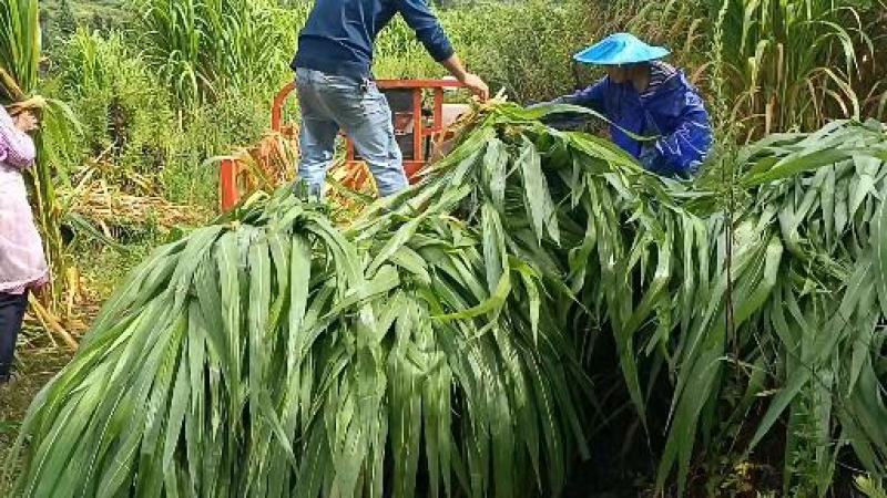 多年生高产牧草适合牛羊马猪鱼兔等动物种一次循环收割多年