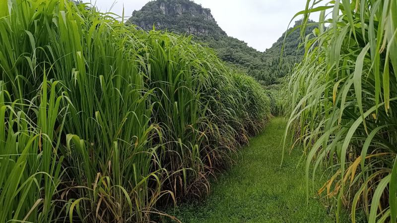 多年生高产牧草适合牛羊马猪鱼兔等动物种一次循环收割多年