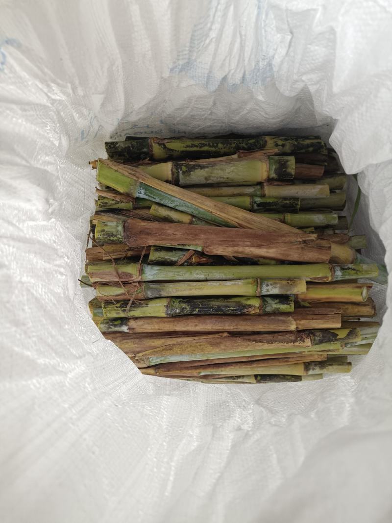 多年生高产牧草适合牛羊马猪鱼兔等动物种一次循环收割多年