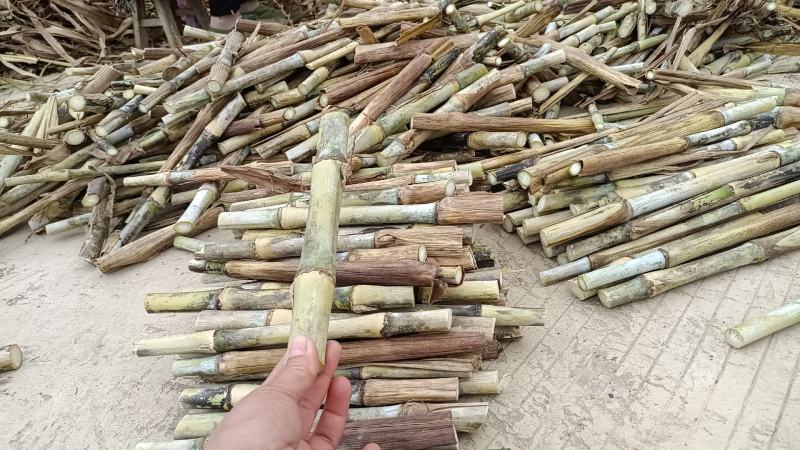 多年生高产牧草适合牛羊马猪鱼兔等动物种一次循环收割多年