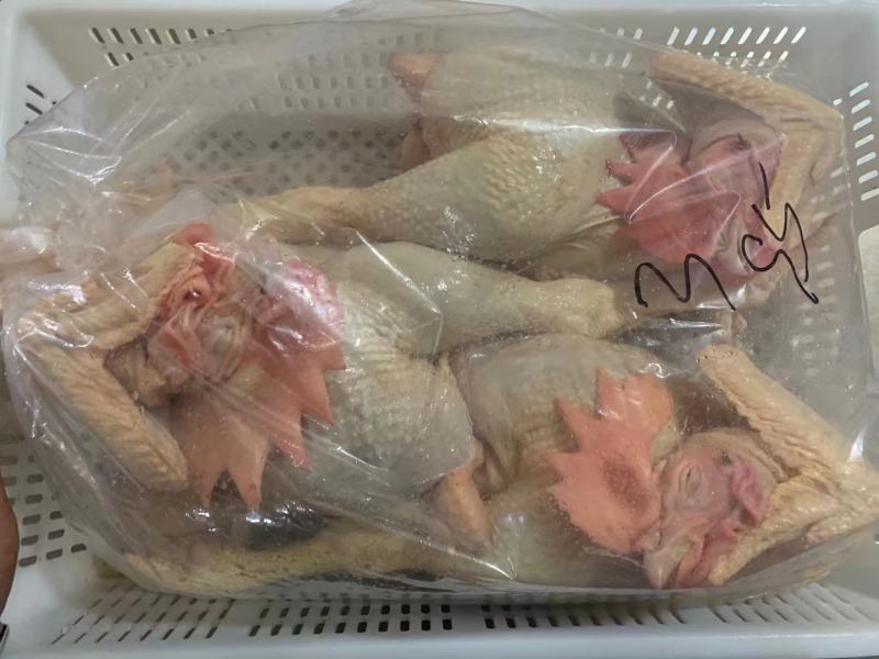 种母鸡，三黄鸡，白条鸡。肉食鸡，老母鸡，适合电商批发加工