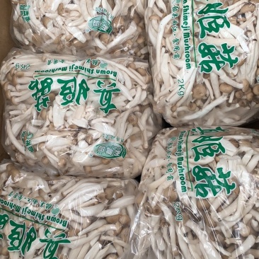 蟹味菇，真姬菇，一手货源～