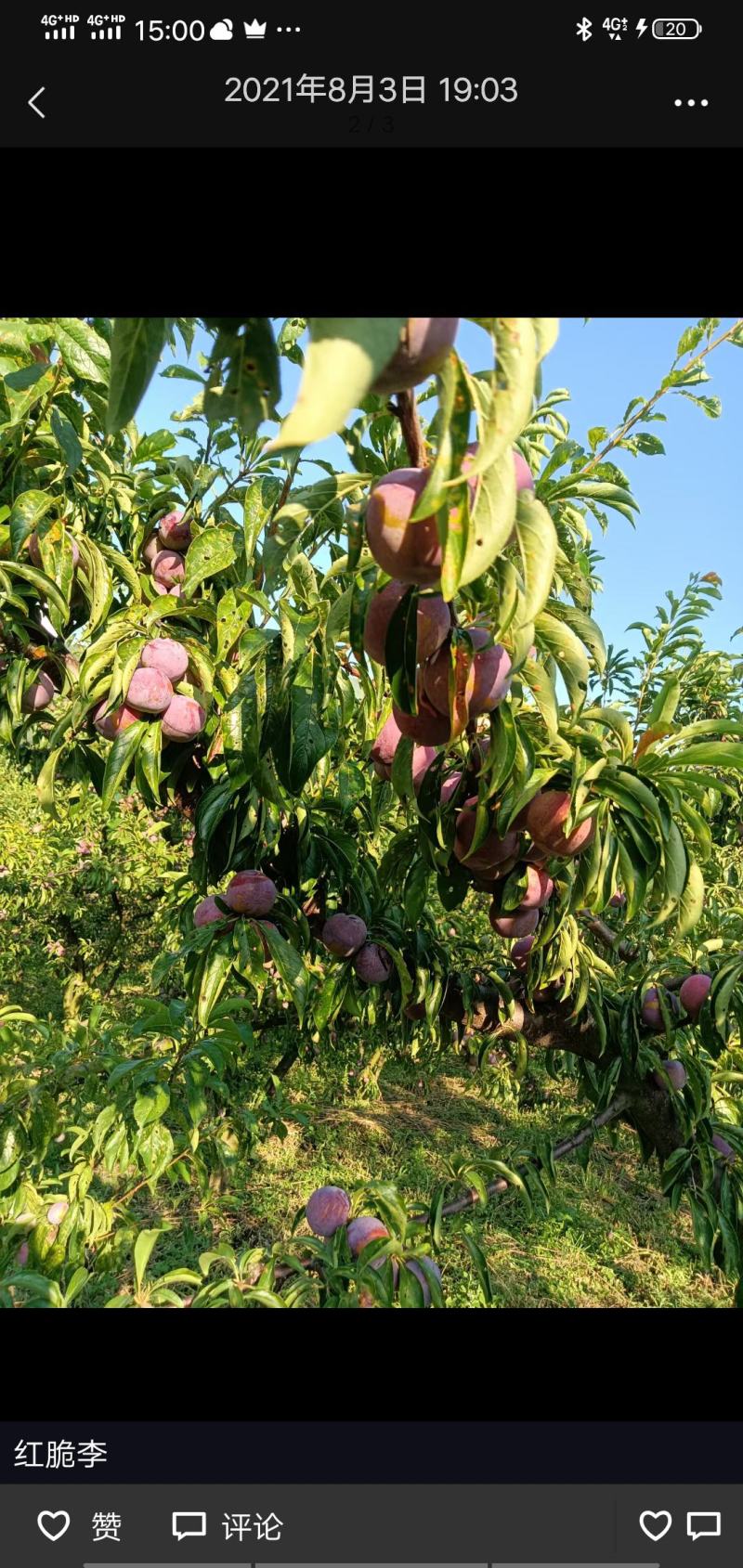 高山脆红李大量上市