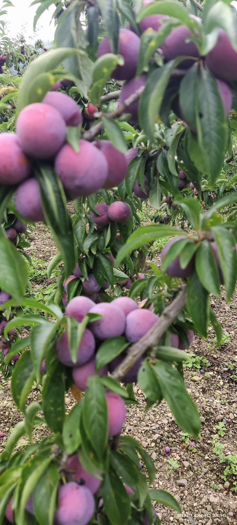 高山脆红李大量上市