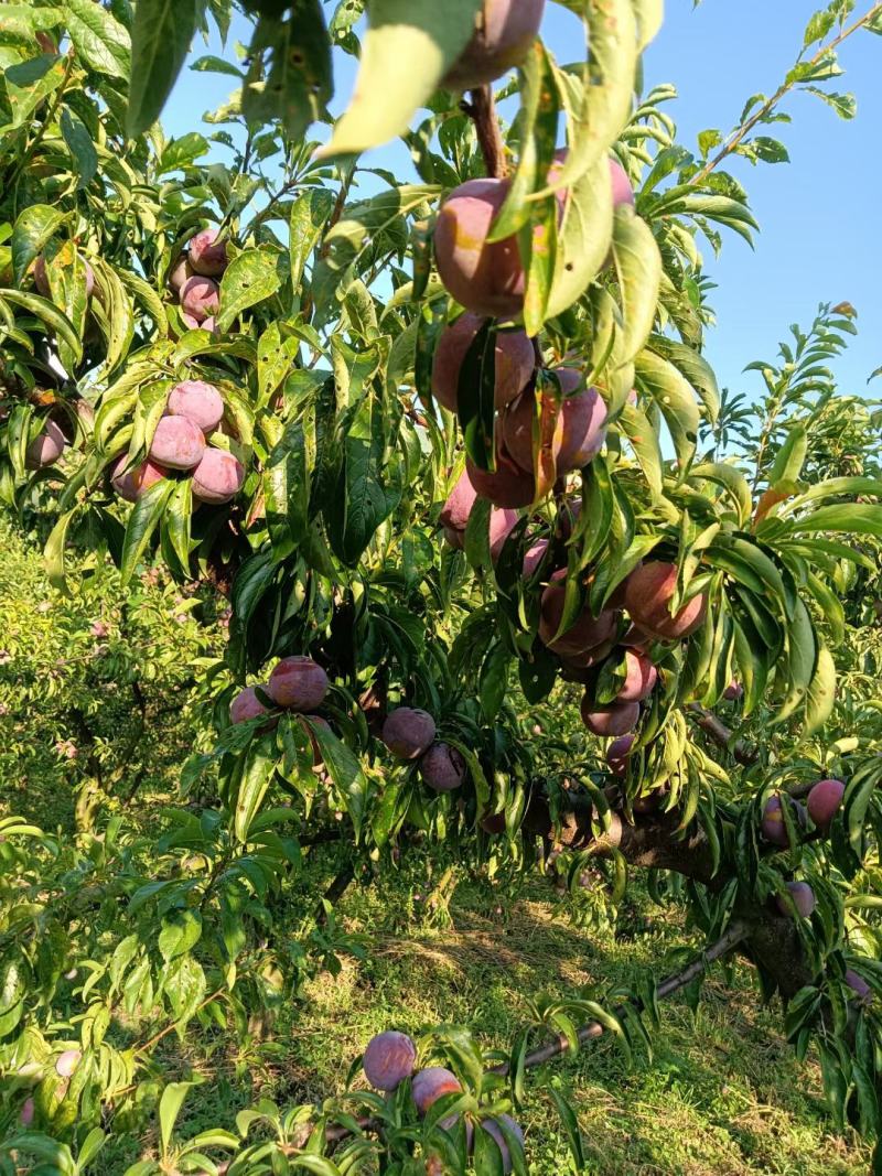 高山脆红李大量上市