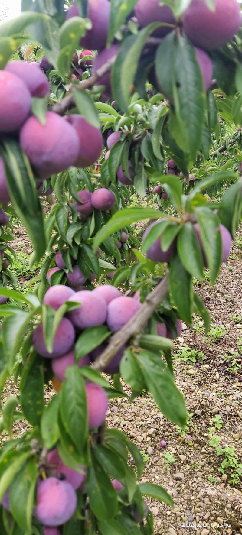 高山脆红李大量上市