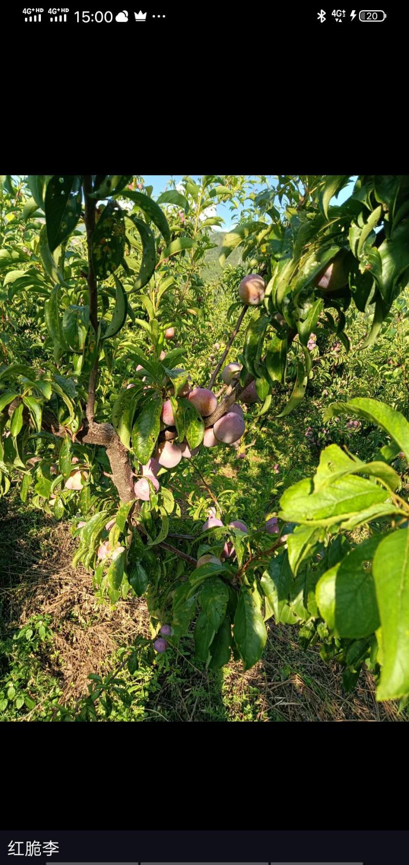 高山脆红李大量上市