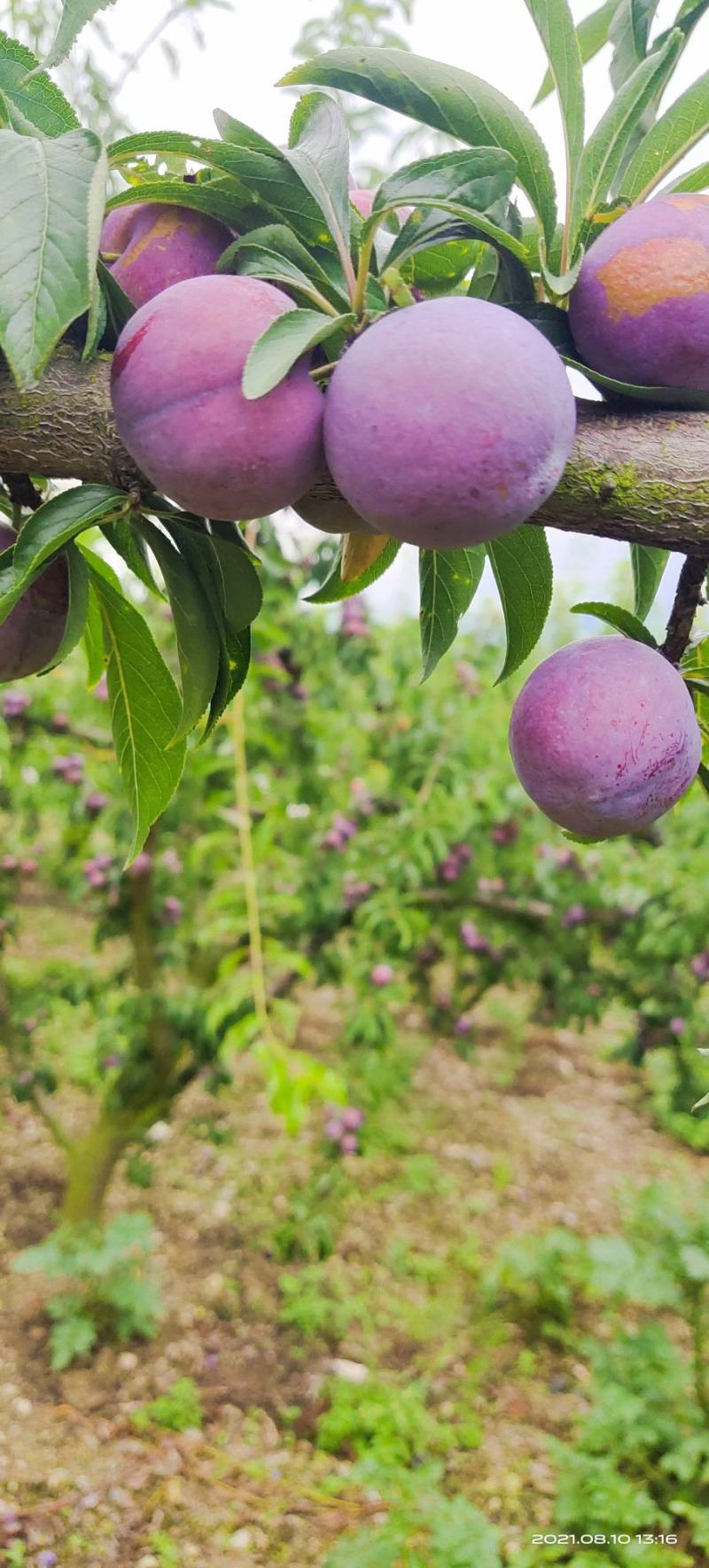 高山脆红李大量上市