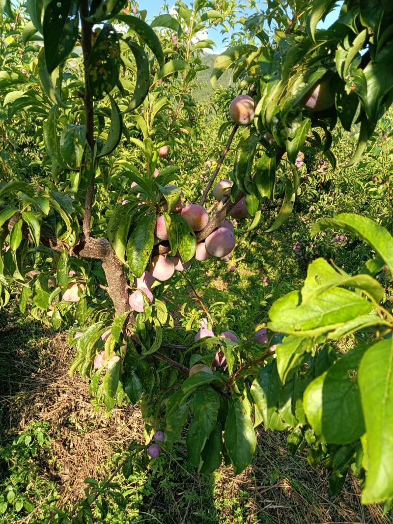 高山脆红李大量上市