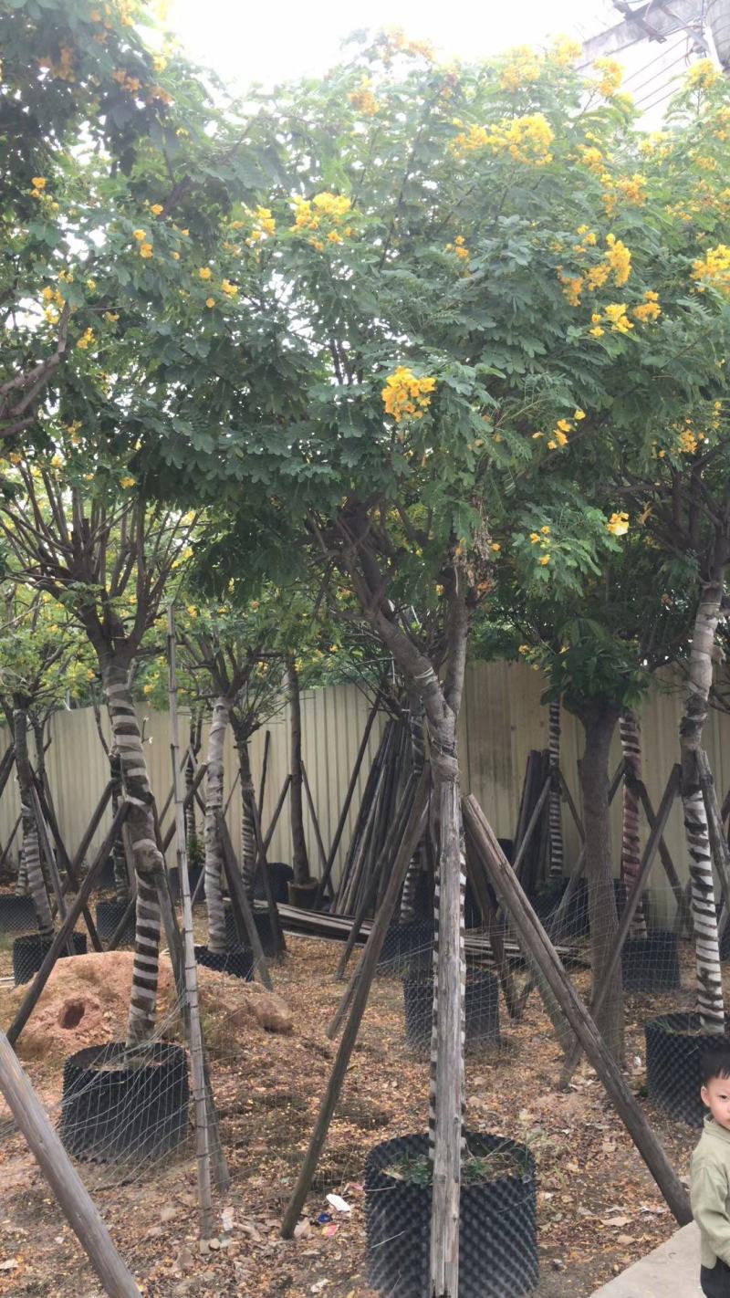 自家3-10分黄花槐低价供应，量大价优！