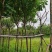 自家3-10分黄花槐低价供应，量大价优！
