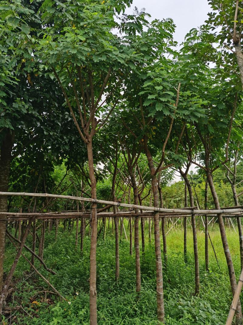 自家3-10分黄花槐低价供应，量大价优！